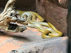 Фото Тайпан Маккоя