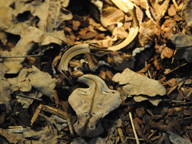 Фото Габонская гадюка