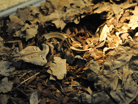 Фото Габонская гадюка