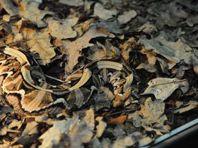 Фото Габонская гадюка