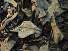 Фото Габонская гадюка