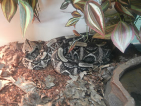 Фото Габонская гадюка