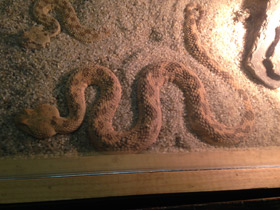 Смотреть фото Рогатая гадюка Фото Рогатая гадюка