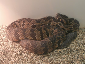 Смотреть фото Палестинская гадюка Фото Палестинская гадюка