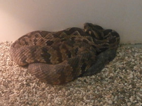 Смотреть фото Палестинская гадюка Фото Палестинская гадюка