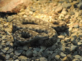 Смотреть фото Носатая гадюка Фото Носатая гадюка