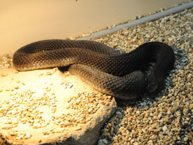 Смотреть фото Асписовая гадюка Фото Асписовая гадюка