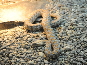 Смотреть фото Нуратинская гюрза Фото Нуратинская гюрза