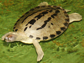 Фото Каллагур