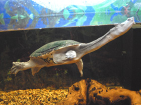 Смотреть фото Восточная астралийская змеиношейная черепаха Фото Восточная астралийская змеиношейная черепаха