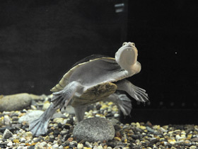 Смотреть фото Восточная астралийская змеиношейная черепаха Фото Восточная астралийская змеиношейная черепаха