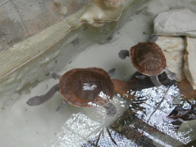 Фото Змеиношейная черепаха МакКорди