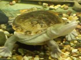 Фото Змеиношейная черепаха Зибенрока