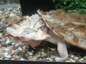 Смотреть фото Черепаха матамата Фото Черепаха матамата