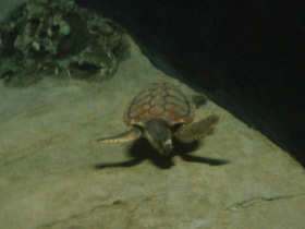 Фото Логгерхед