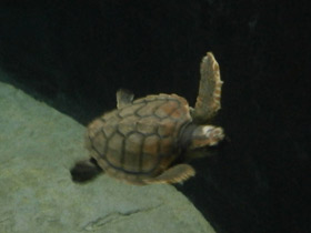 Фото Логгерхед