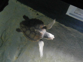 Фото Логгерхед