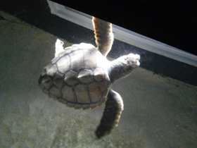 Фото Логгерхед