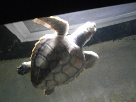 Фото Логгерхед