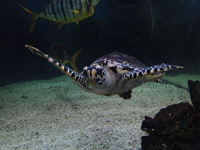 Смотреть фото Бисса Фото Бисса