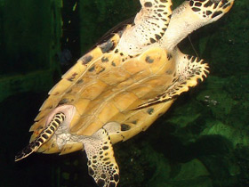 Смотреть фото Бисса Фото Бисса