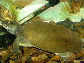 Фото Китайский трионикс