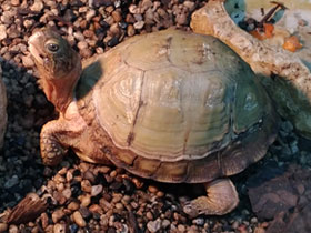 Фото Каролинская коробчатая черепаха