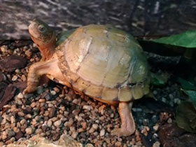 Фото Каролинская коробчатая черепаха