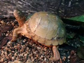 Фото Каролинская коробчатая черепаха