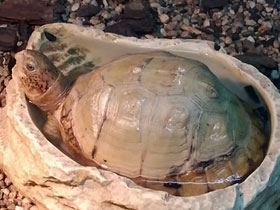 Фото Каролинская коробчатая черепаха