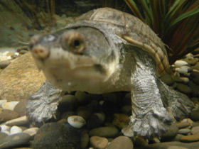 Фото Головастая иловая черепаха