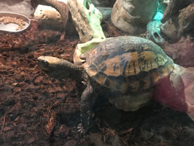 Фото Индийская шиповатая черепаха