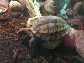 Фото Индийская шиповатая черепаха