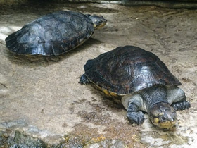 Смотреть фото Удивительные животные Мадагаскара. Часть 3 Фото Удивительные животные Мадагаскара. Часть 3