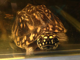 Фото Чёрная пятнистая прудовая черепаха