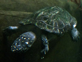 Фото Чёрная пятнистая прудовая черепаха