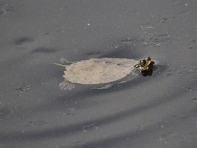 Смотреть фото Географическая горбатая черепаха Фото Географическая горбатая черепаха