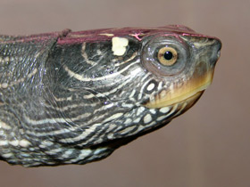 Смотреть фото Псевдогеографическая черепаха Фото Псевдогеографическая черепаха