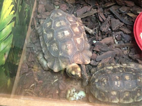 Смотреть фото Гладкая киникса Фото Гладкая киникса