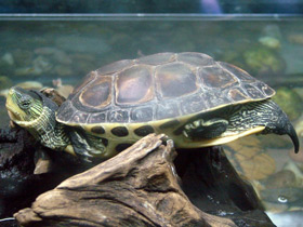 Смотреть фото Китайская полосатошейная черепаха Фото Китайская полосатошейная черепаха
