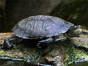 Смотреть фото Африканская пеломедуза Фото Африканская пеломедуза