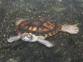 Фото Терекай