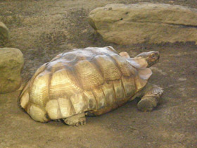 Смотреть фото Слоновая черепаха Фото Слоновая черепаха