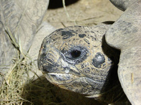 Смотреть фото Слоновая черепаха Фото Слоновая черепаха