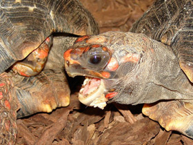 Смотреть фото Угольная черепаха Фото Угольная черепаха