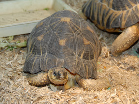 Фото Лучистая черепаха