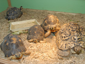 Фото Лучистая черепаха