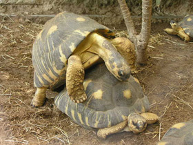 Фото Лучистая черепаха