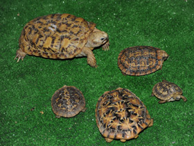 Смотреть фото Эластичная черепаха Фото Эластичная черепаха