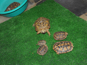 Смотреть фото Эластичная черепаха Фото Эластичная черепаха